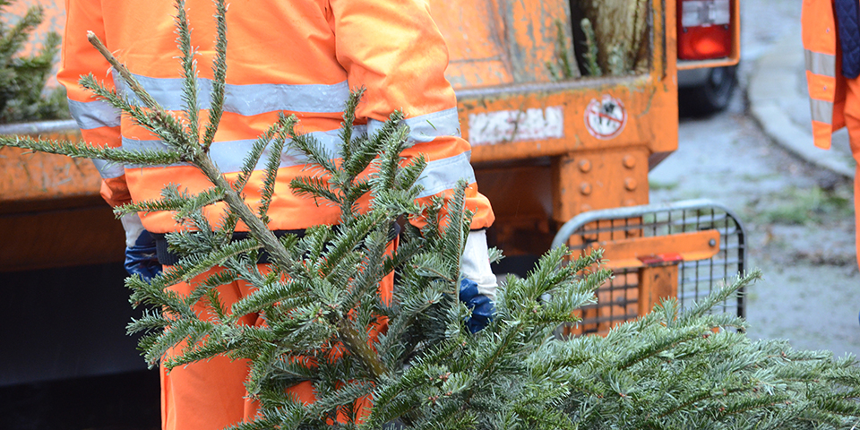 Mitarbeitende der HWS entsorgen Weihnachtsbäume in der Stadt Halle (Saale). 