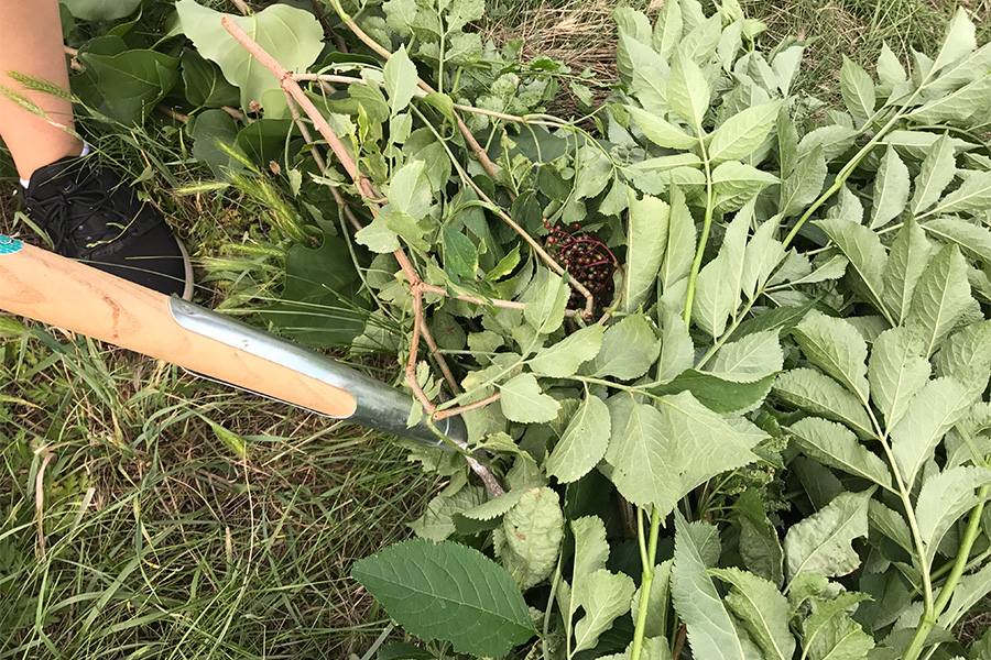 Ein Haufen frisch geschnittenes Grünzeug liegt auf einer Wiese. Ein Teil eines Werkzeugs mit einem Holzgriff ist neben dem Grünzeug zu sehen. Ein Fuß in einem schwarzen Schuh ist ebenfalls am linken Rand des Bildes sichtbar. 