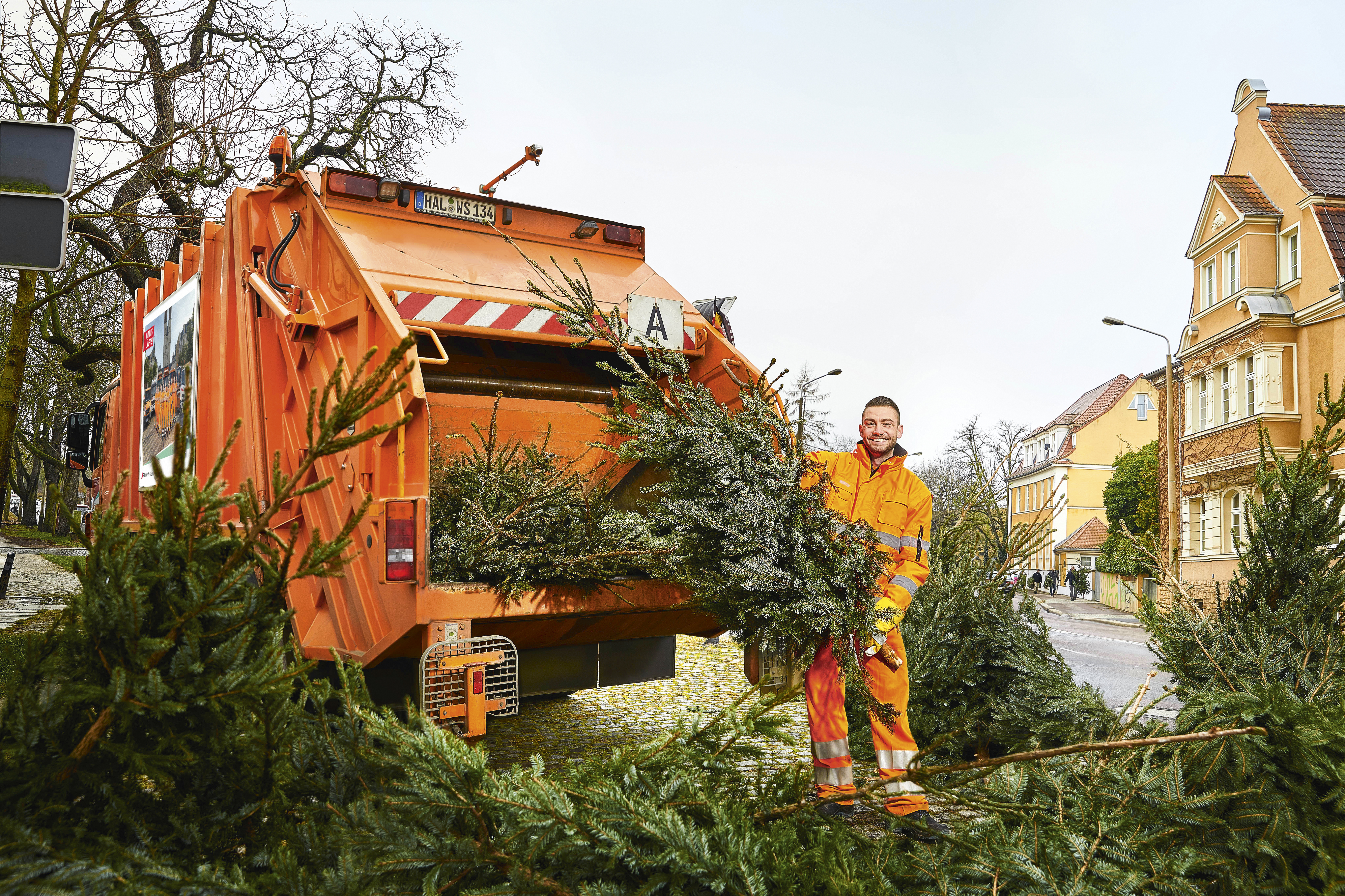 In diesem Bild ist das orangene "Weihnachtsbaumauto" der HWS zu sehen. Rechts davon steht ein HWS-Mitarbeiter zwischen vielen dunkelgrünen Tannenbäumen.