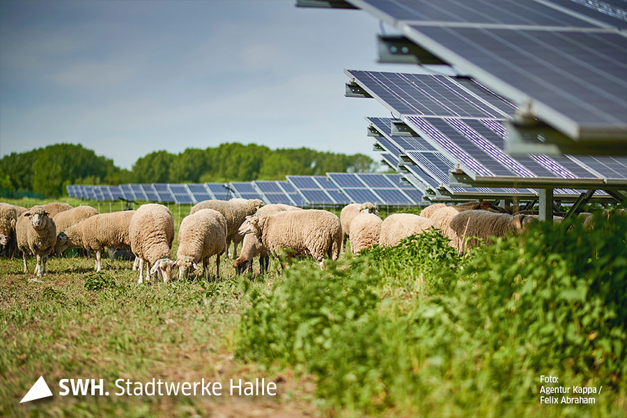 Schafe stehen auf einer Wiese zwischen Solarmodulen. Der Himmel ist blau.
